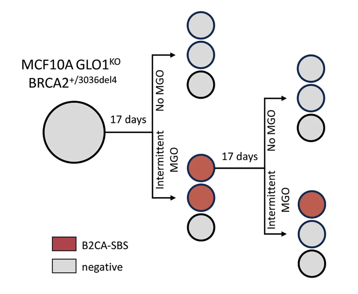 Open access visualization of Workflow, Flowchart, Experimental Design, MGO-Induced Mutagenesis, GLO1-Null Cells
