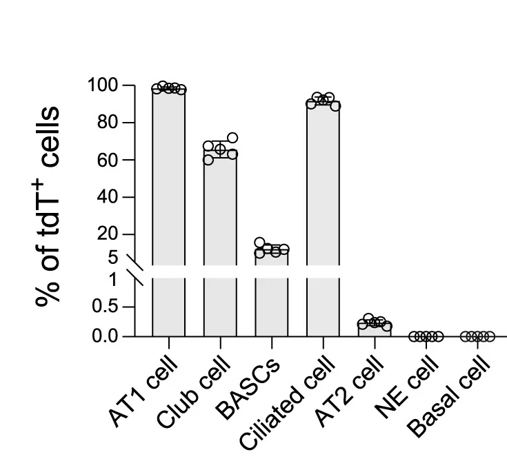 Open access visualization of Bar Plot, Scatter Plot, Quantification, AT1 Cells, Club Cells
