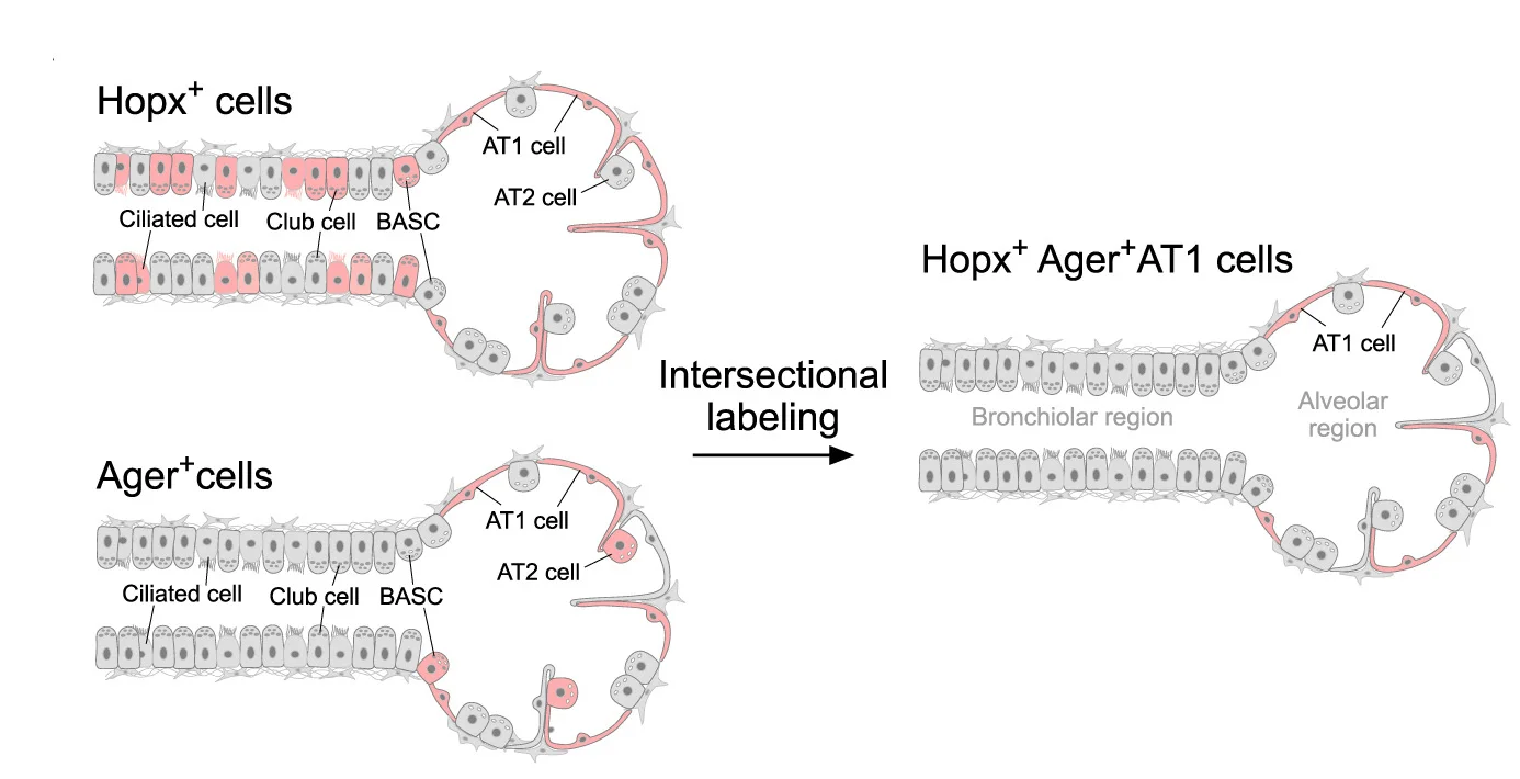 Open access visualization of Illustration, Workflow, Lineage Tracing, AT1 Cells, Genetic Strategy