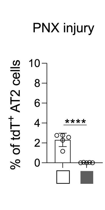 Open access visualization of Bar Plot, Error Bars, Quantification, Sftpc+AT2 Cells, tdT