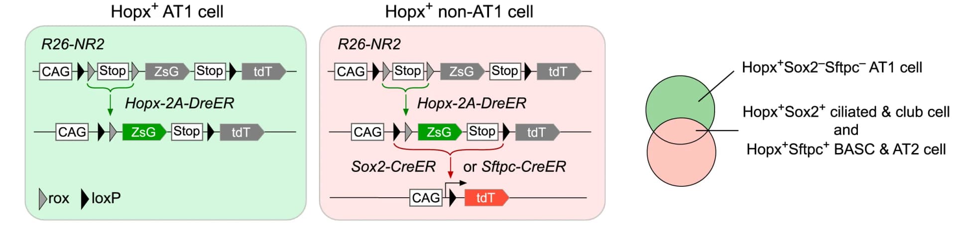 Open access visualization of Venn Diagram, Workflow, Schematic Diagram, Genetic Strategy