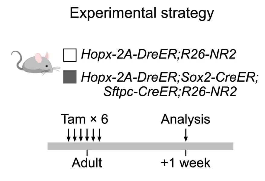 Open access visualization of Workflow, Flowchart, Schematic Diagram, Experimental Design
