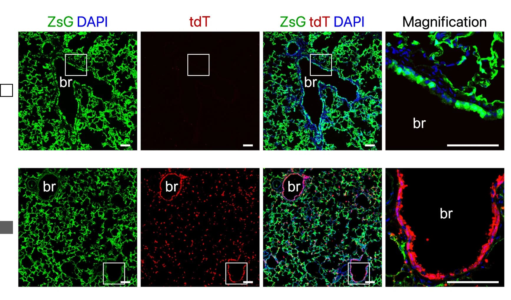 Open access visualization of Microscopy, Immunostaining, ZsG, tdT, Lung Sections