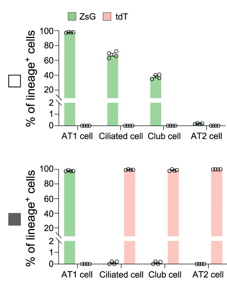 Open access visualization of Bar Plot, Scatter Plot, Quantification, AT1 Cells, Ciliated Cells