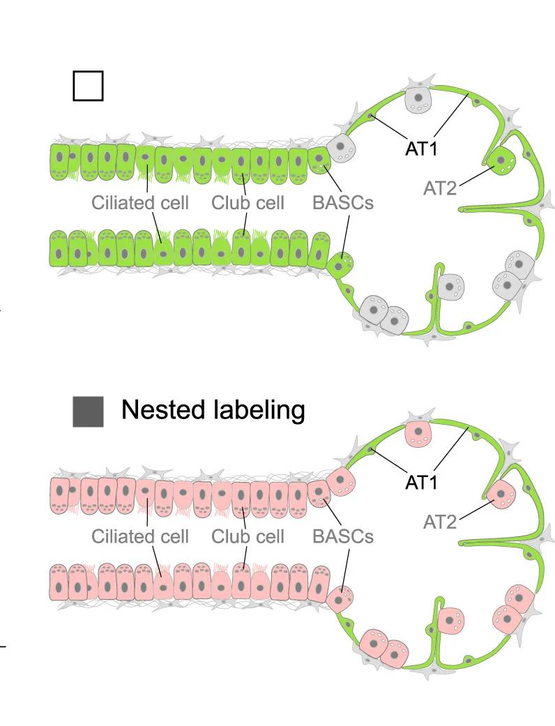 Open access visualization of Illustration, Cartoon Image, Cell Labeling, Strategies