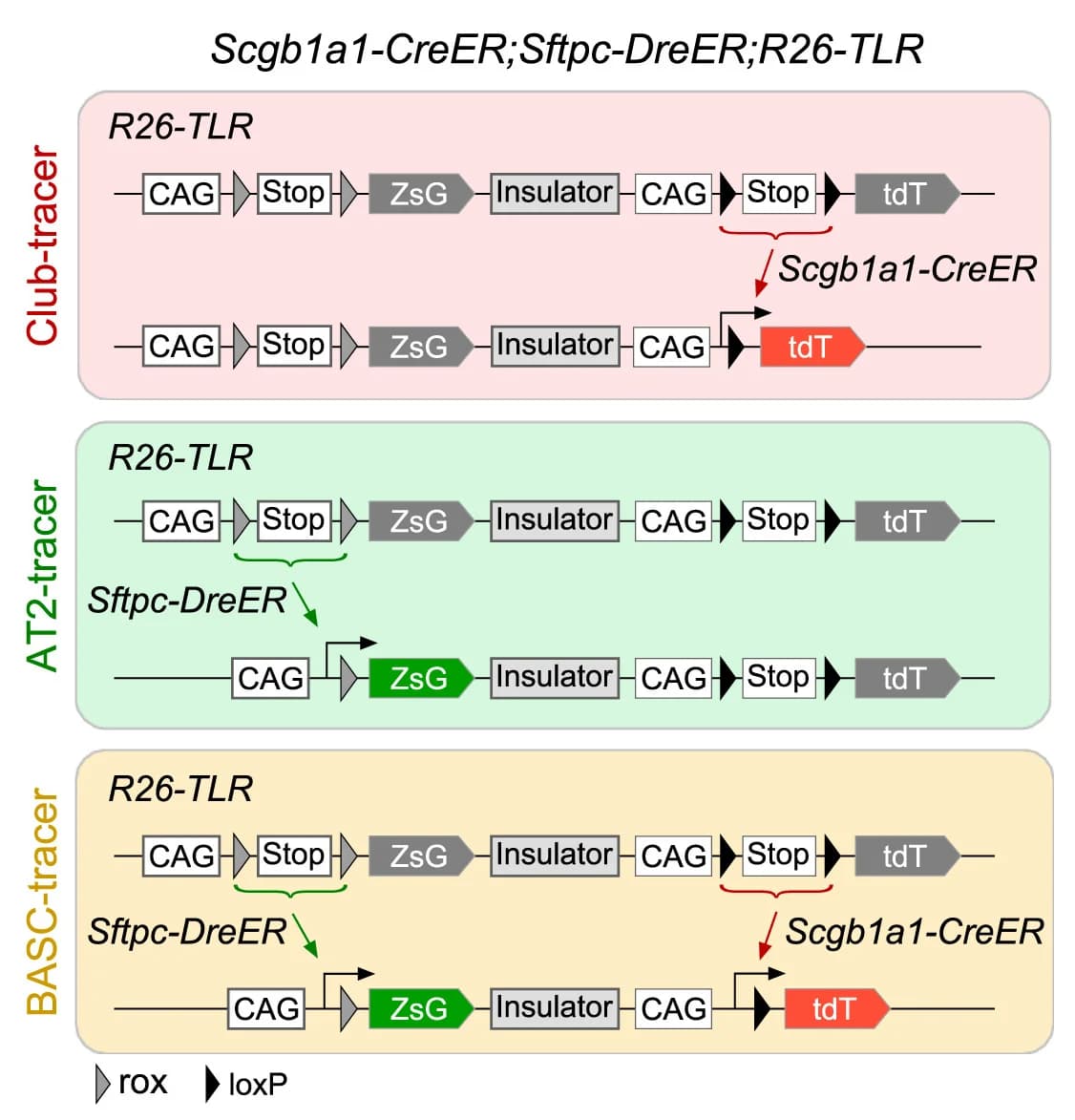 Open access visualization of Workflow, Schematic Diagram, Genetic Strategy
