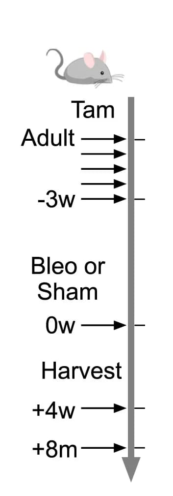 Open access visualization of Workflow, Schematic Diagram, Experimental Design