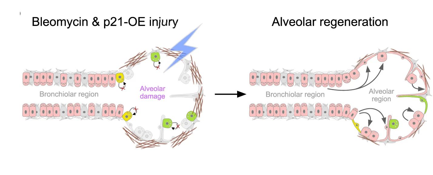 Open access visualization of Workflow, Illustration, Immunostaining, tdT, GFP
