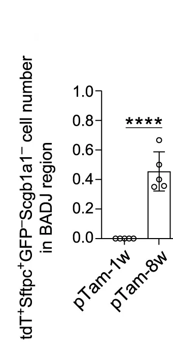 Open access visualization of Bar Plot, Error Bars, Quantification, Sftpc+AT2 Cells, Club-tracer2