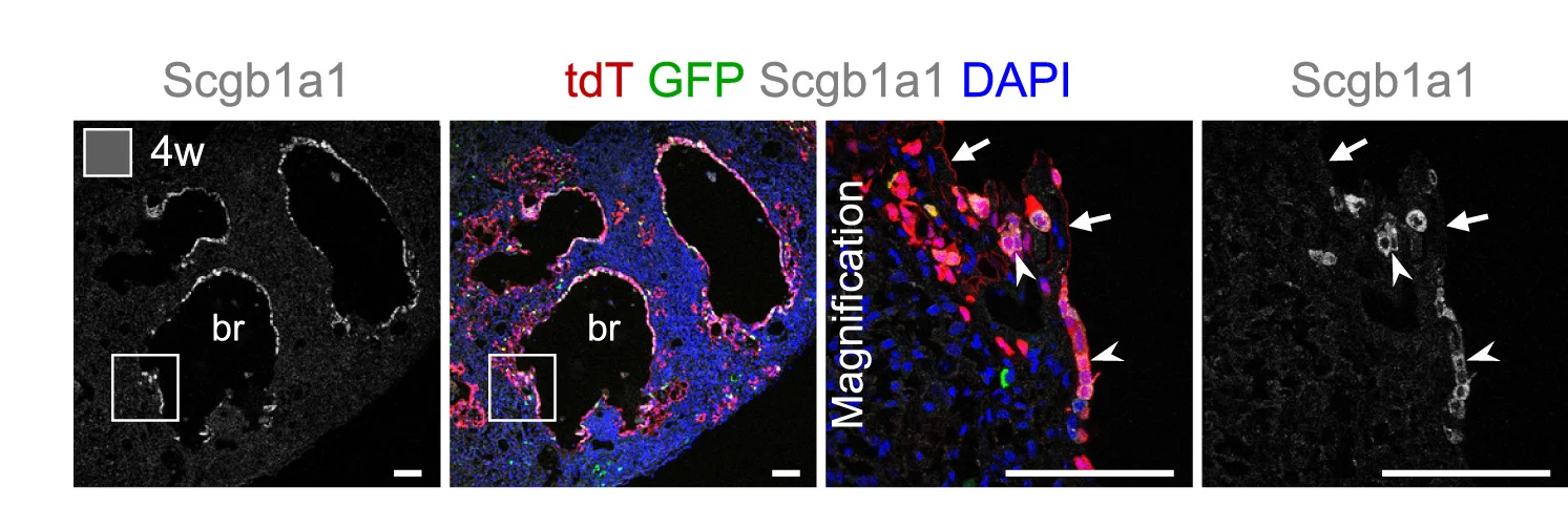 Open access visualization of Microscopy, Immunostaining, tdT, GFP, Scgb1a1