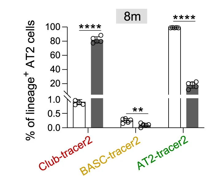 Open access visualization of Bar Plot, Scatter Plot, Error Bars, Quantification, Sftpc+AT2 Cells
