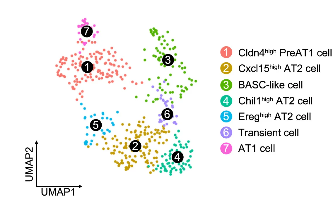 Open access visualization of Scatter Plot, UMAP, UMAP Embedding, BASC-tracer Cells, Cluster