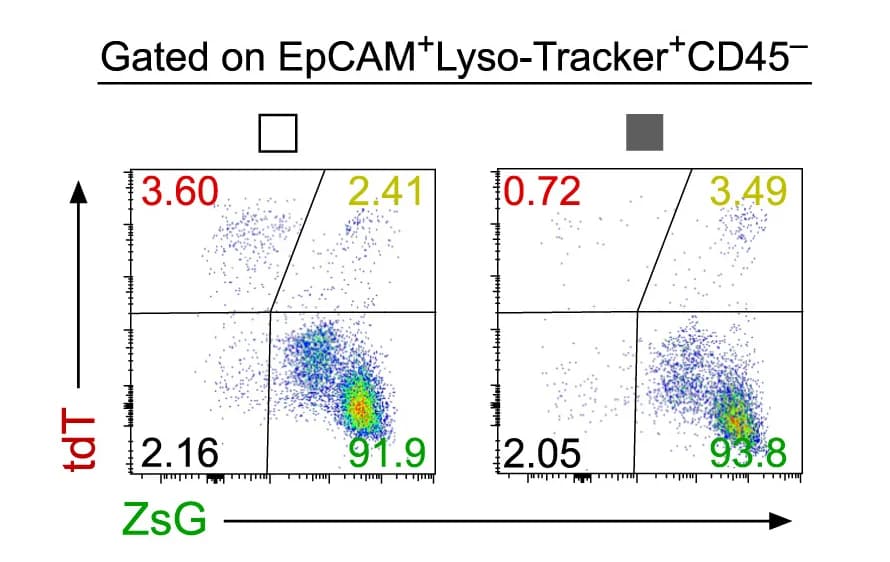 Open access visualization of Scatter Plot, Flow Cytometric Analysis, EpCAM+Lysotraker+CD45–AT2 Cells, tdT, ZsG