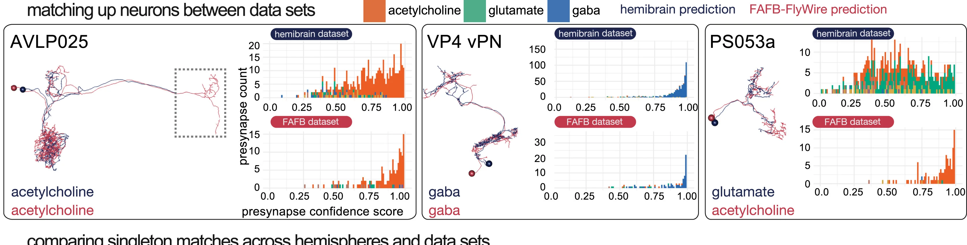 Open access visualization of Histogram, Line Plot, Neurons, HemiBrain Dataset, FAFB-FlyWire Dataset