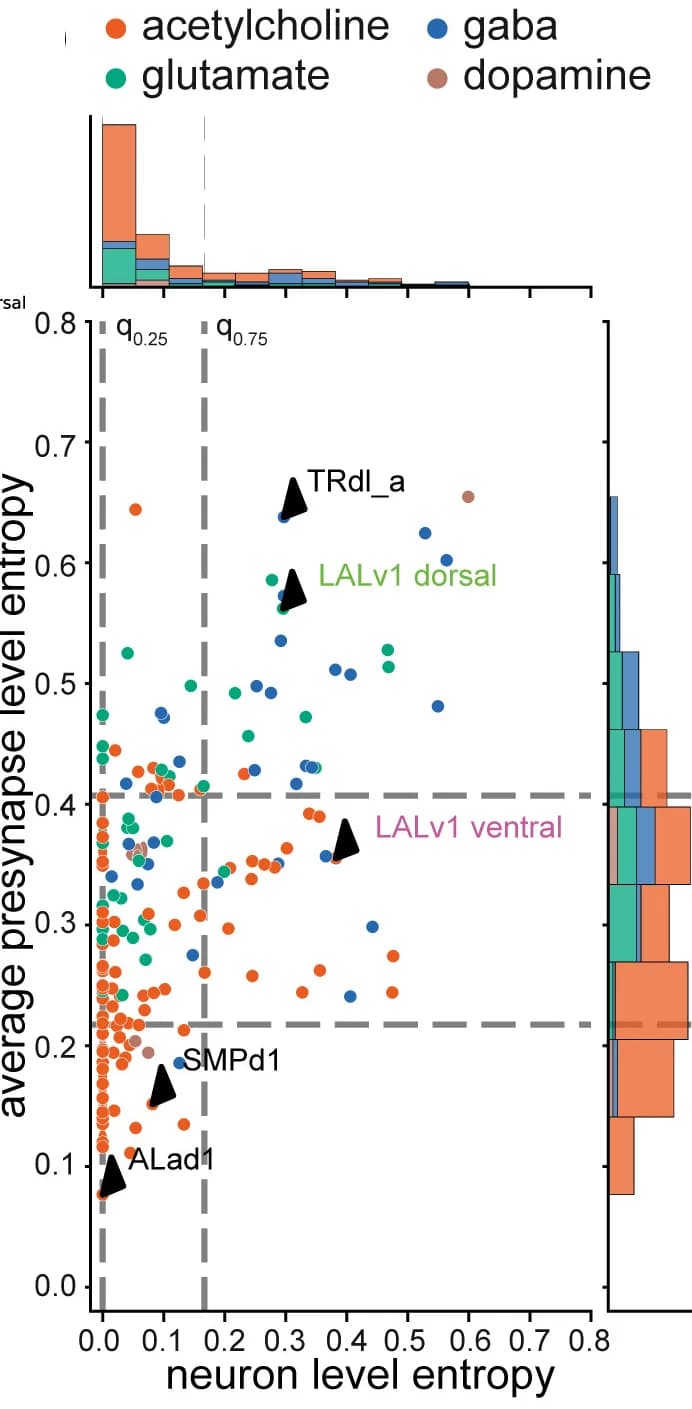 Open access visualization of Scatter Plot, Histogram, Neuron Level Entropy, Synapse Level Entropy, Hemilineages