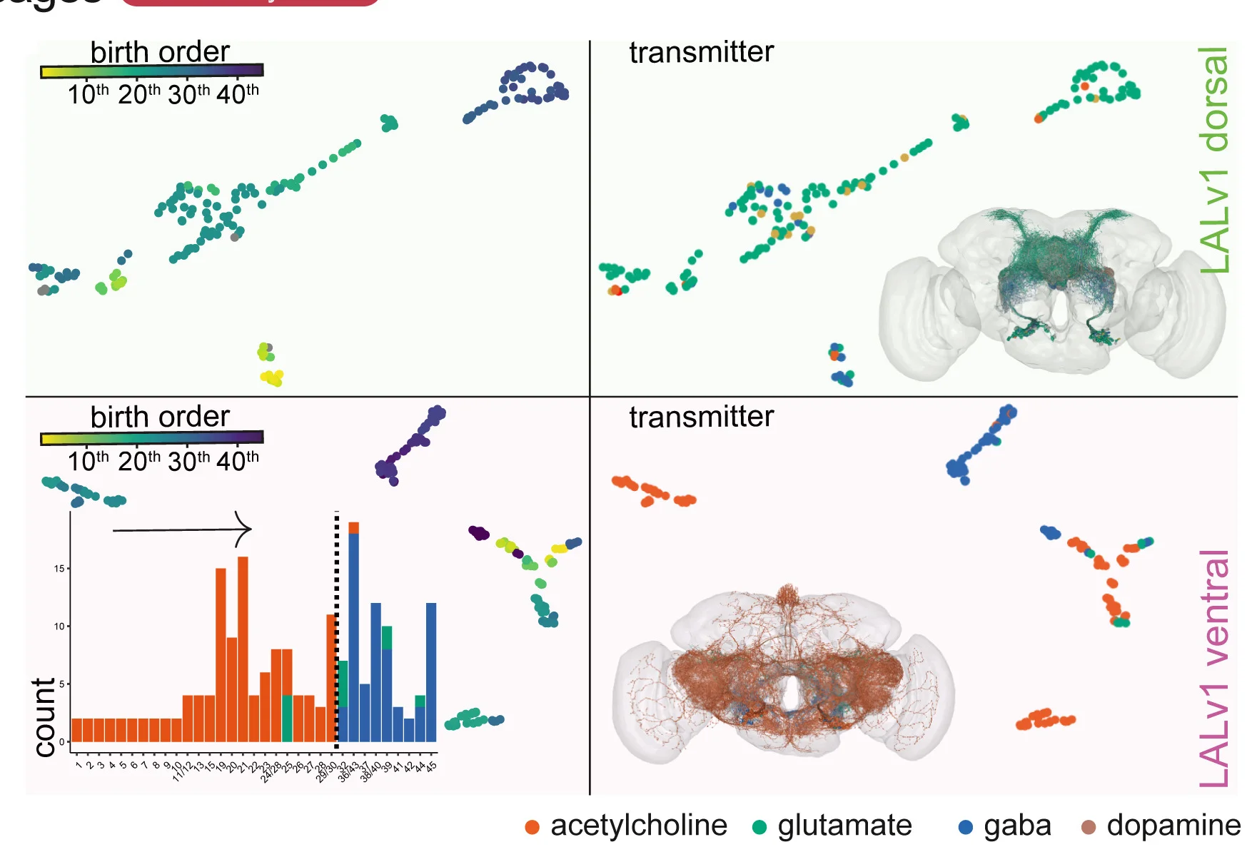 Open access visualization of Scatter Plot, Histogram, 3D Plot, Hemilineages, NBLAST UMAPs