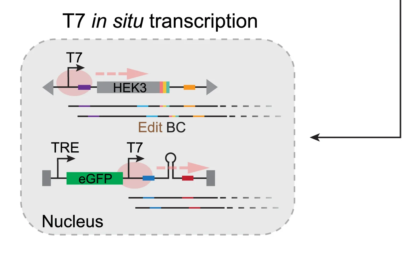 Open access visualization of Workflow, Illustration, Fixed Nuclei, IST, T7 Polymerase