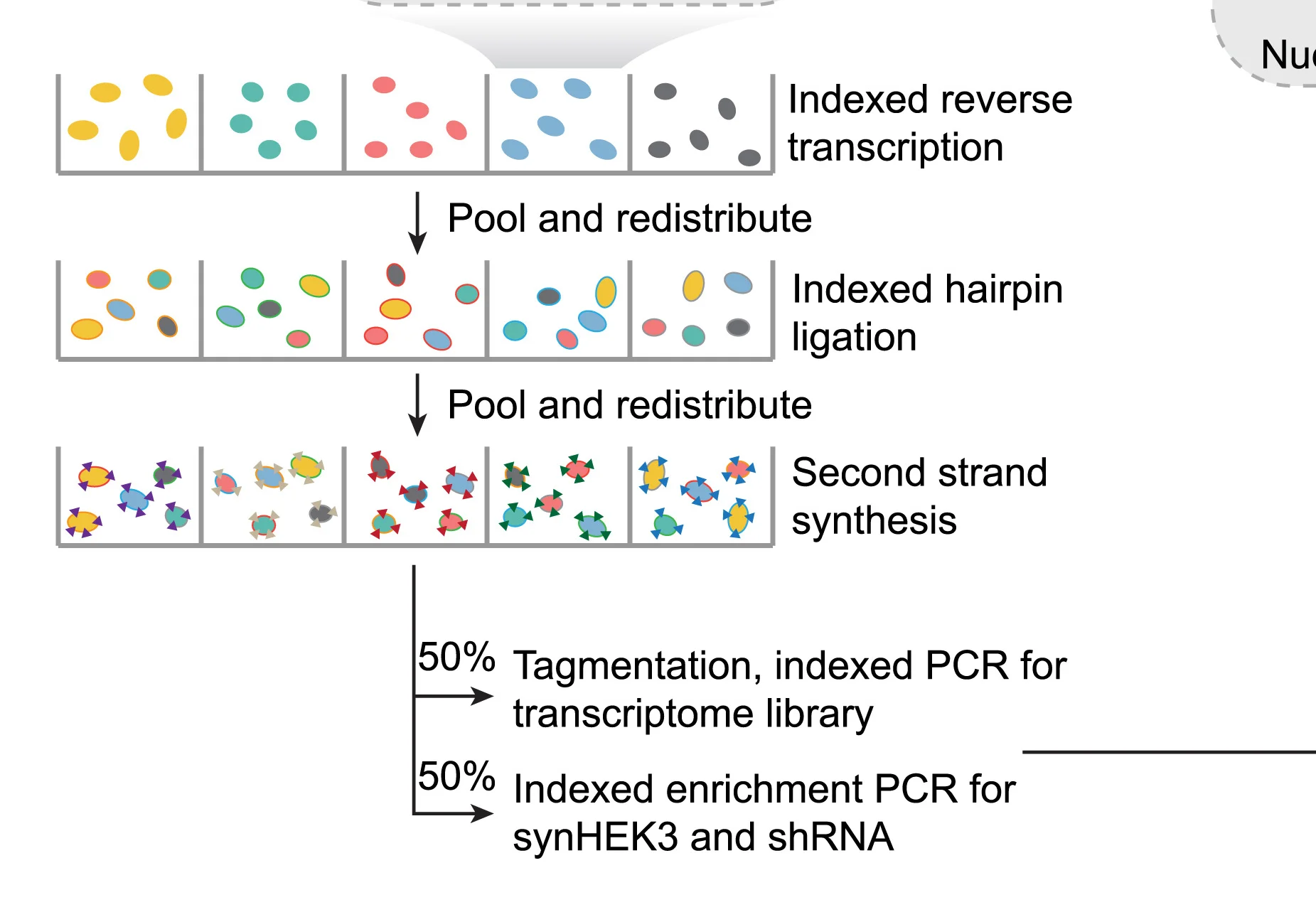 Open access visualization of Workflow, Flowchart, RT, Nuclei, 96-Well Plates