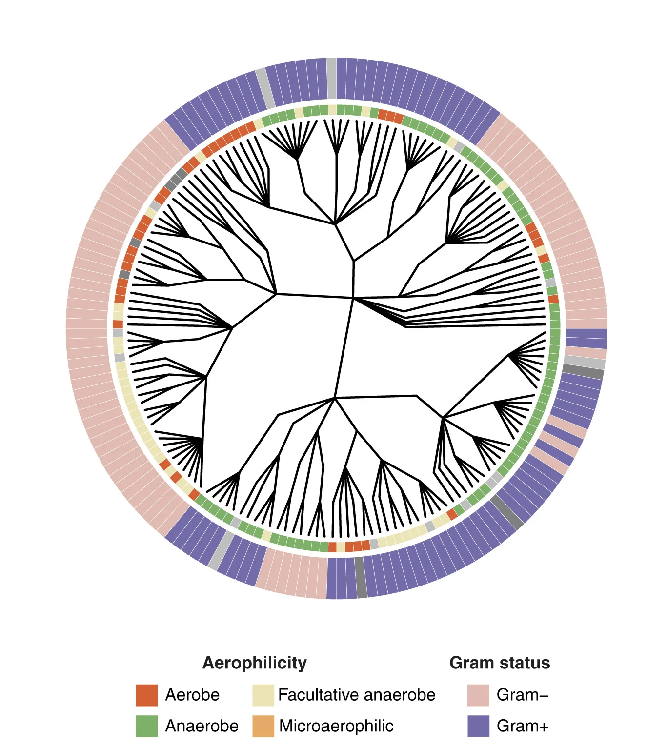 Open access visualization of Network, Pathway, Bar Plot, Phylogenetic Tree, Metastatic Tumors