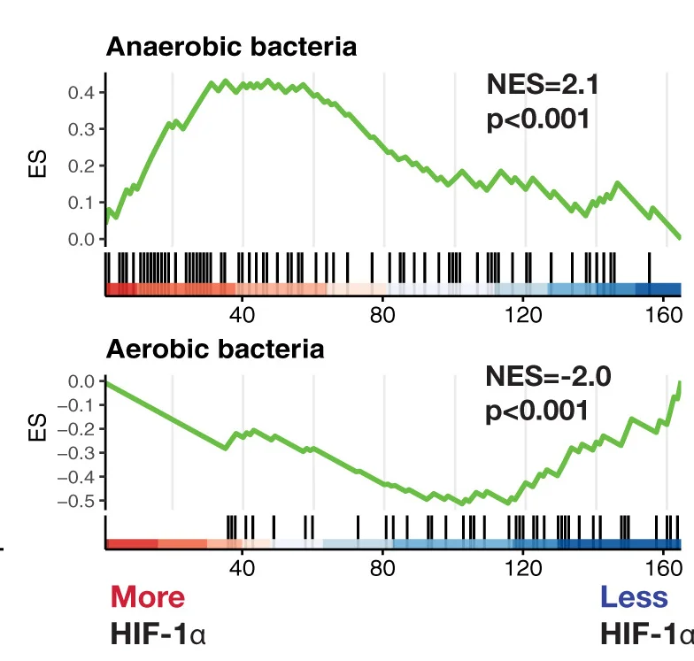 Open access visualization of Line Plot, GSEA Running Enrichment Scores, Anaerobic Bacteria, Aerobic Bacteria, Validation Cohort