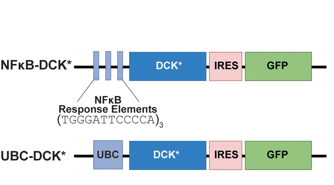Open access visualization of Workflow, Illustration, Reporter Schematics, Deoxycytidine Kinase, Internal Ribosomal Entry Site