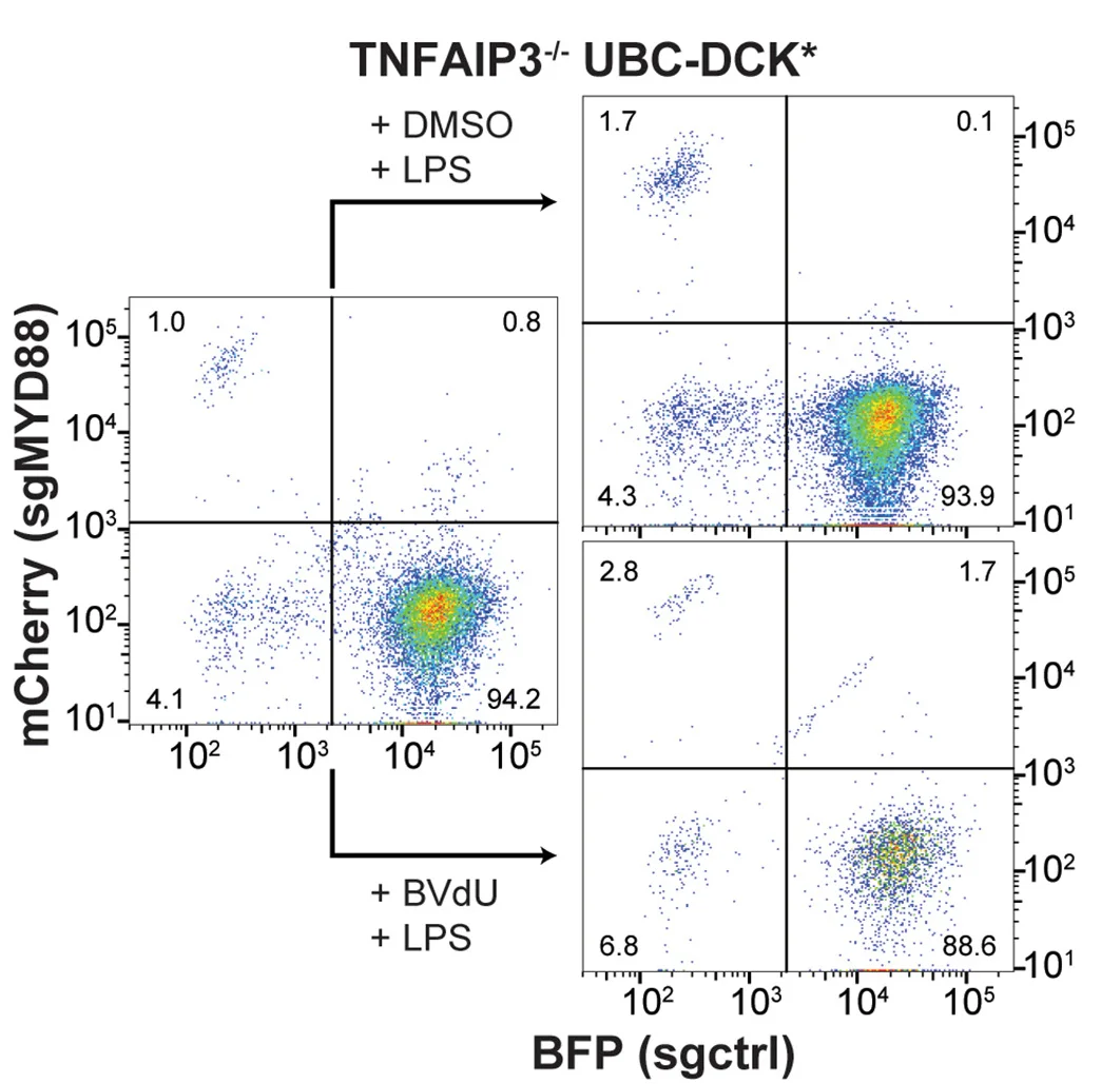 Open access visualization of Scatter Plot, FACS-based Competition Assay, NALM-6 Reporter Cells, MYD88 sgRNA, mCherry