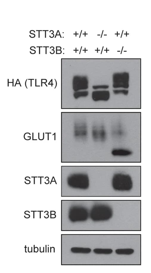 Open access visualization of Gel, Immunoblot, HEK293T Clones, HA-tagged TLR4, CRISPR-Cas9