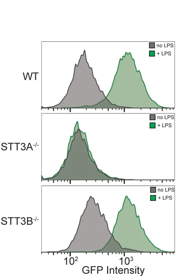 Open access visualization of Density Plot, GFP Induction, FACS, NALM-6 NF-κB-DCK*reporter Cells, Gene Knockout