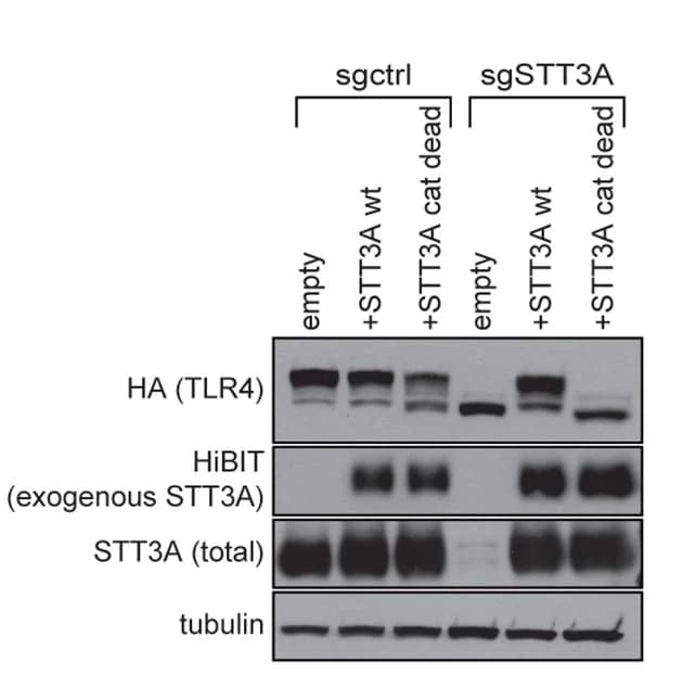 Open access visualization of Gel, Immunoblot, HEK293T Cells, TLR4, STT3A Proteins
