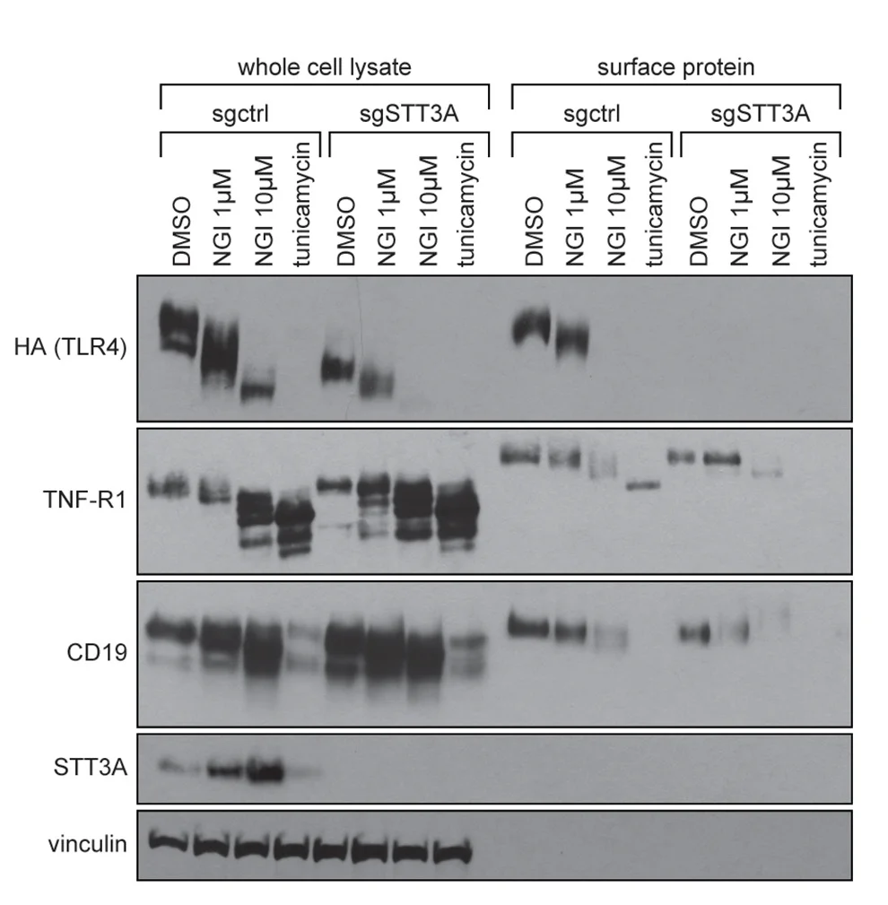 Open access visualization of Gel, Immunoblot Analysis, Whole-Cell Extracts, Cell-Surface Proteins, TNFAIP3-/- NF-kB-DCK*NALM-6 Cells