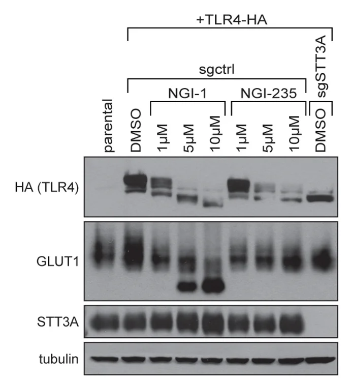 Open access visualization of Gel, Anti-HA Immunoblot, Anti-TLR4 FACS, Cell-Surface TLR4, TNFAIP3-/- NF-kB-DCK*NALM-6 Cells