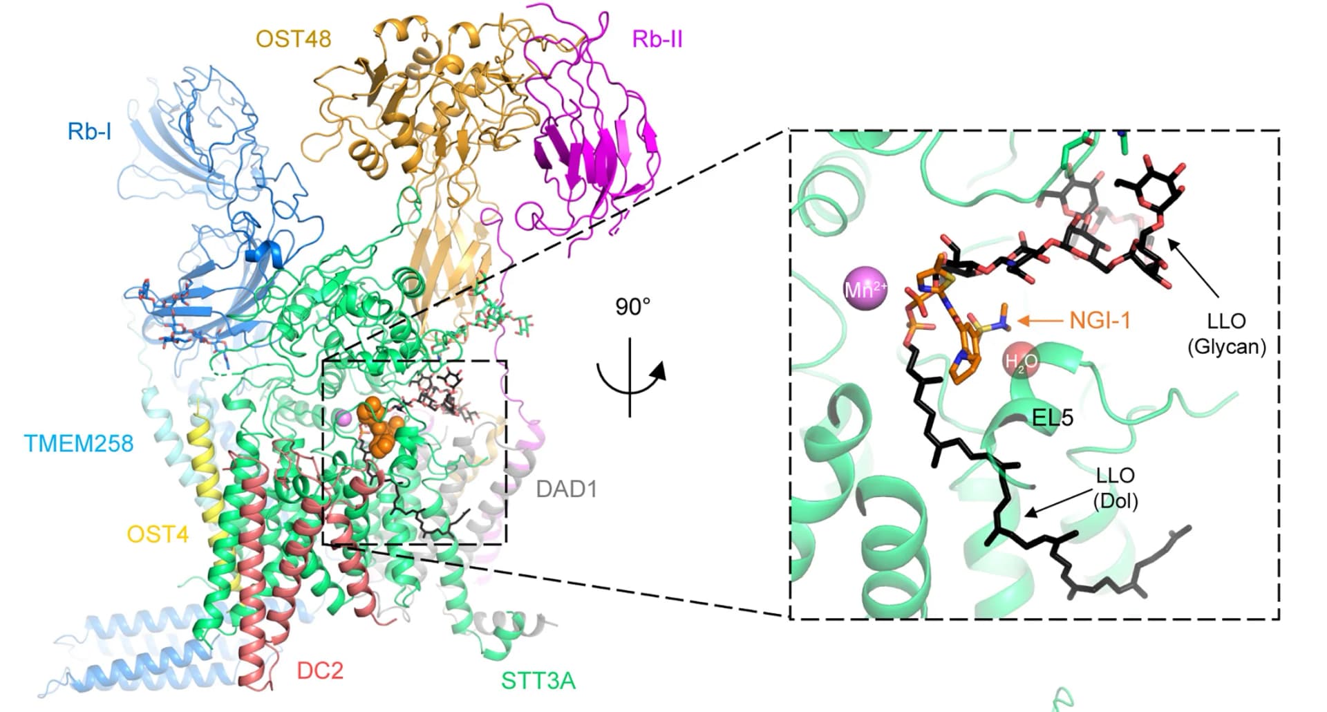 Open access visualization of Protein Structure, 3D Plot, OST-A Structure, Ribbon Representation, NGI-1