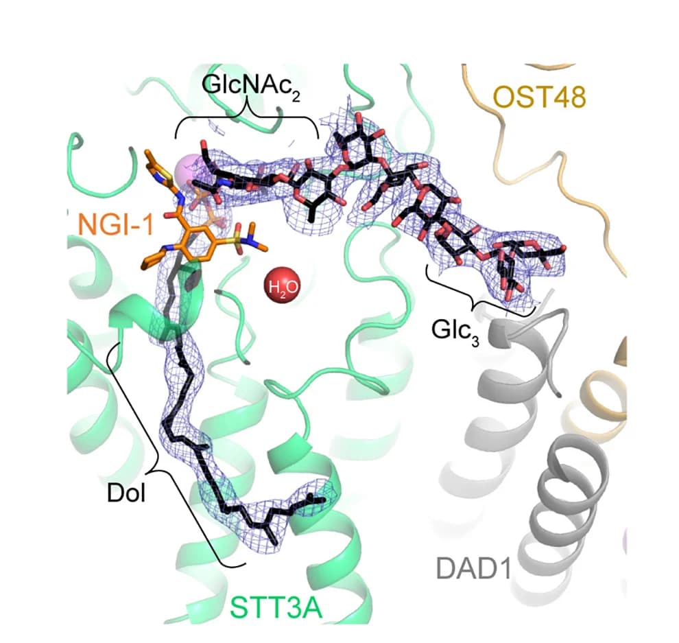 Open access visualization of Protein Structure, Chemical Structure, LLO, NGI-1, OST Subunits