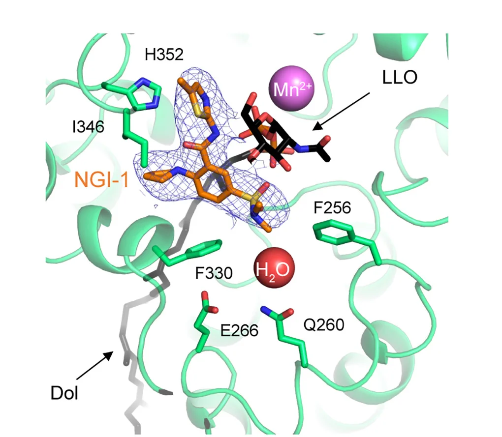 Open access visualization of Protein Structure, Chemical Structure, NGI-1, STT3 Subunit, Residues