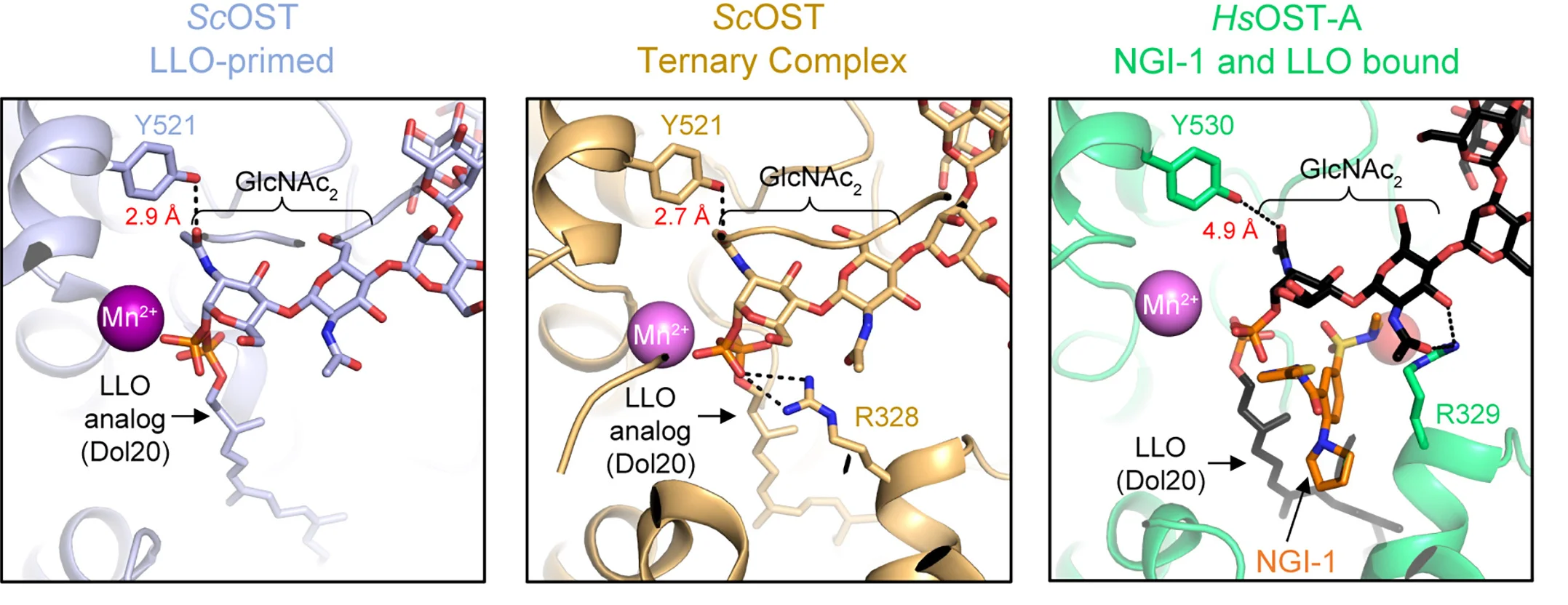 Open access visualization of Protein Structure, Chemical Structure, LLO Structure, LLO-Primed State, Ternary Complex
