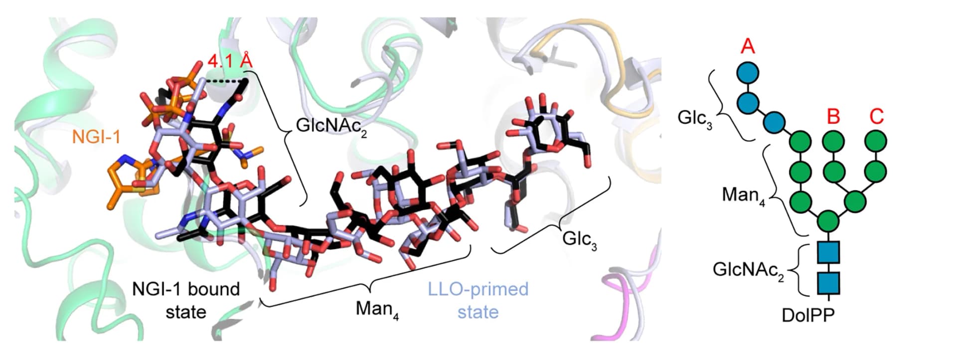 Open access visualization of Protein Structure, Chemical Structure, LLO, LLO-Primed, NGI-1-Bound