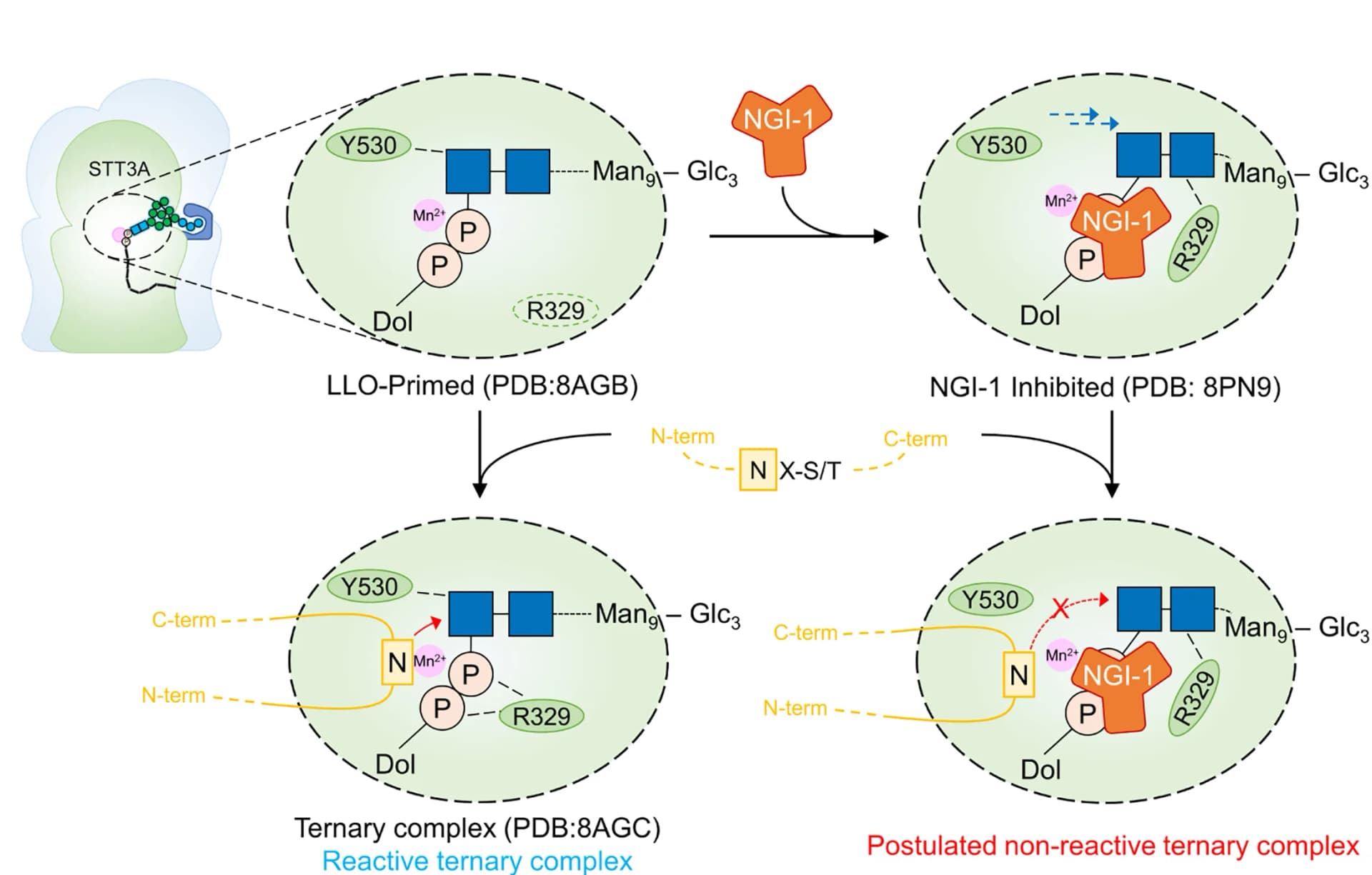 Open access visualization of Workflow, Flowchart, Illustration, OST-A Inhibition, NGI-1