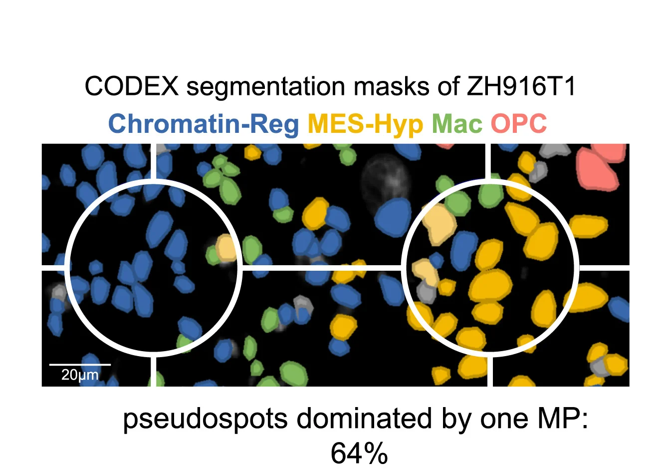 Open access visualization of Microscopy, CODEX, Image, Pseudospot Grid, Nuclear Segmentation