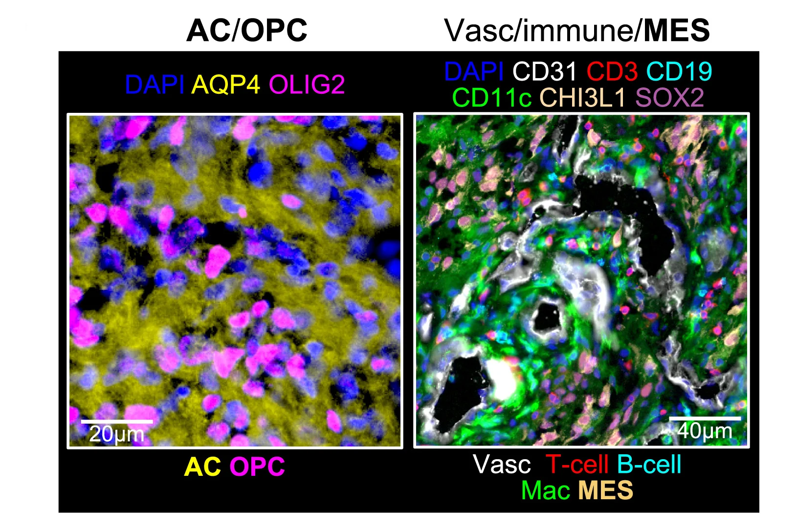 Open access visualization of Microscopy, CODEX Images, Coupled Cell Types, AC, OPC