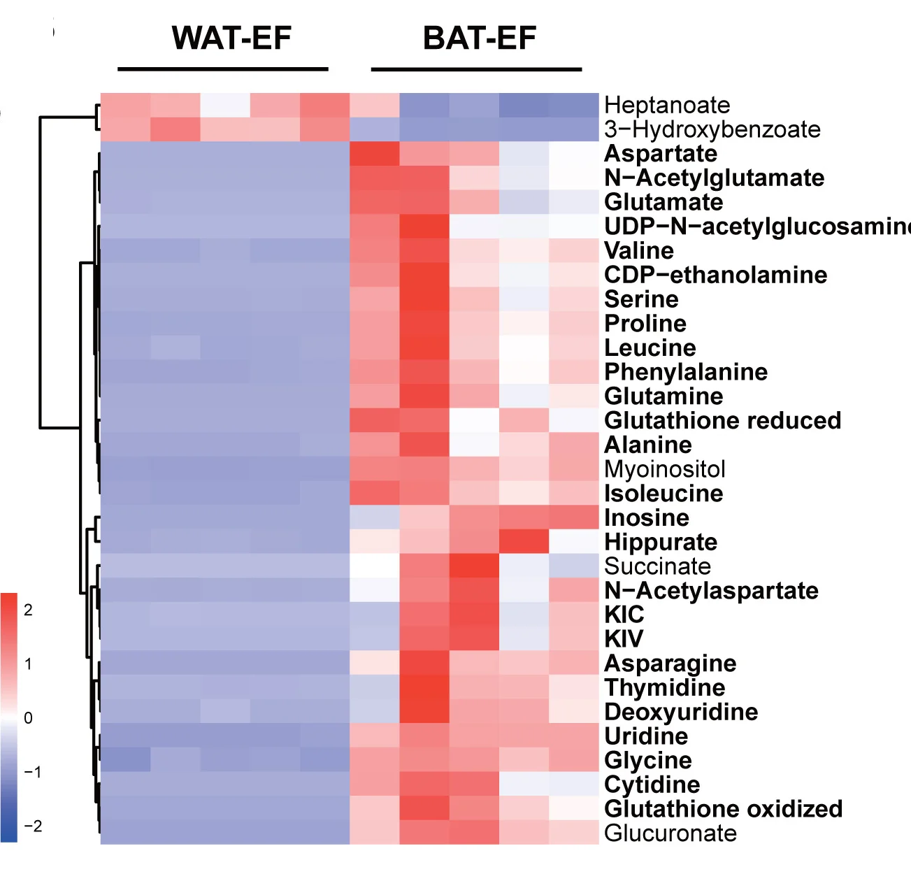 Open access visualization of Heatmap, Clustered, Metabolites, Extracellular Fluid, BAT