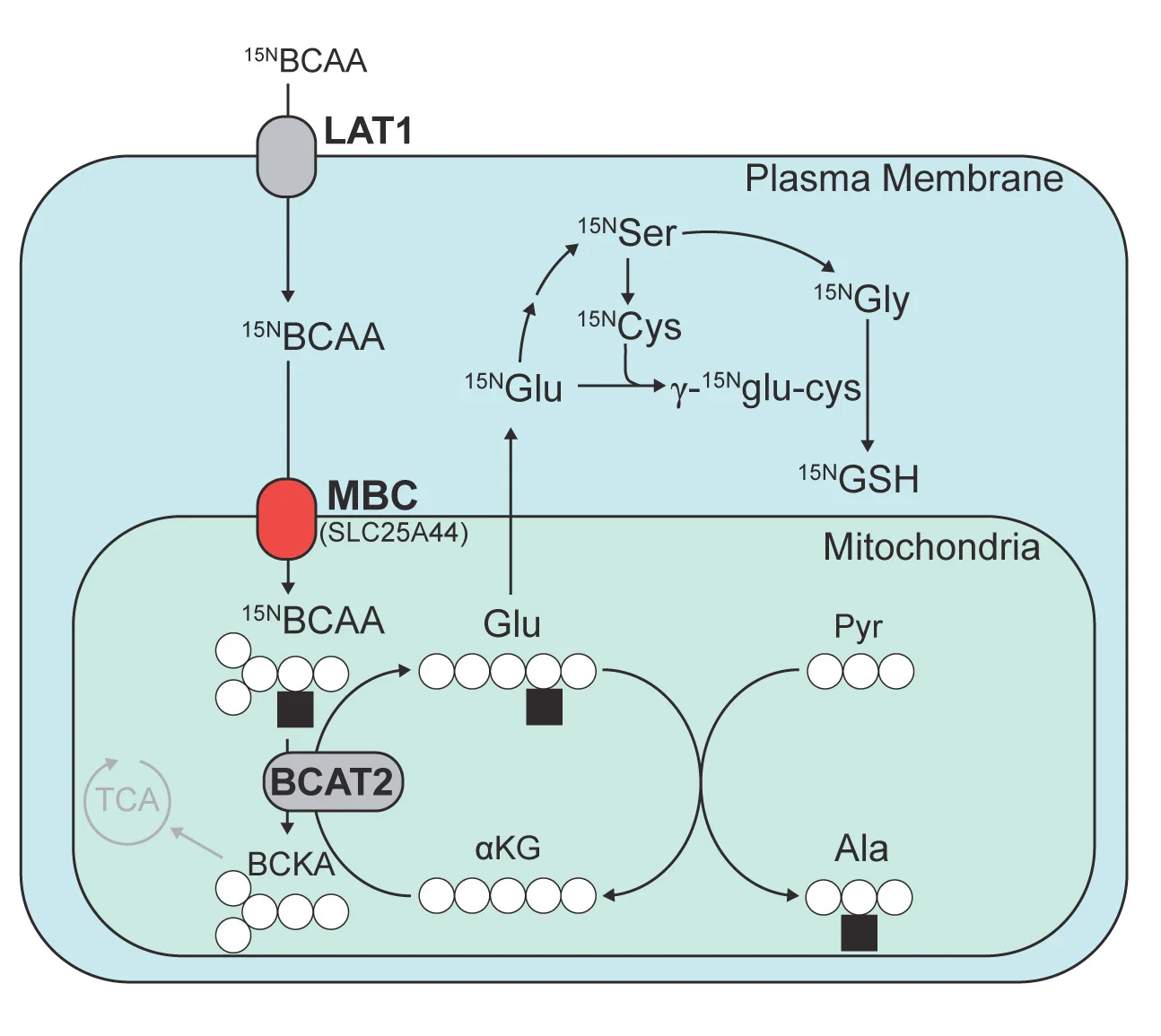 Open access visualization of Workflow, Flowchart, Illustration, 15N-BCAA Tracing, Brown Adipocytes