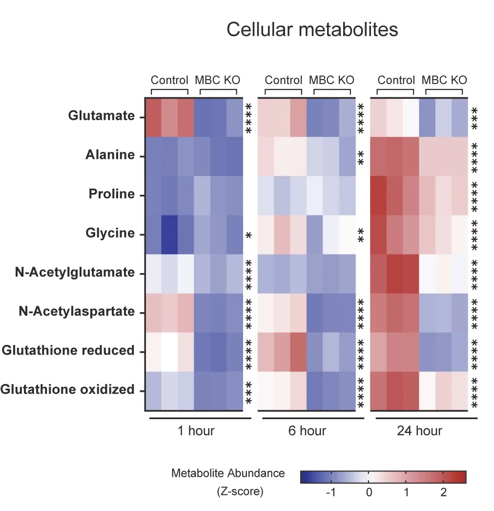 Open access visualization of Heatmap, Metabolite Abundance, Brown Adipocytes, Two-way ANOVA