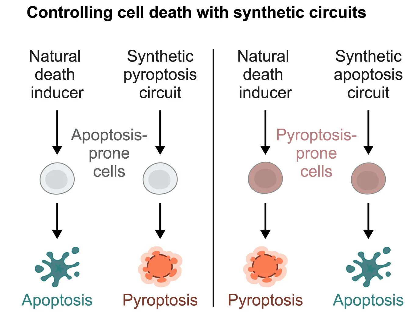 Open access visualization of Workflow, Flowchart, Cell Death, Synpoptosis, Synthetic Circuit