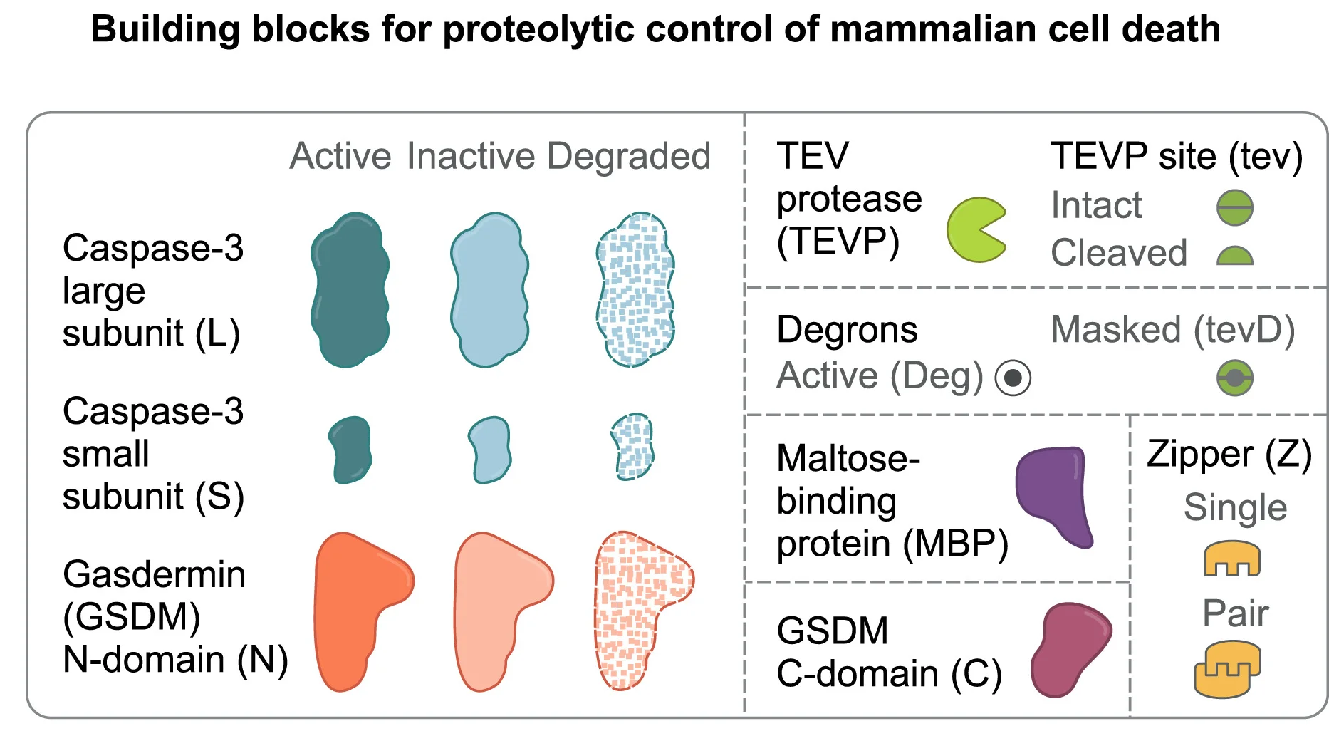 Open access visualization of Illustration, Caspase-3, Gasdermin, Viral Protease, TEVP