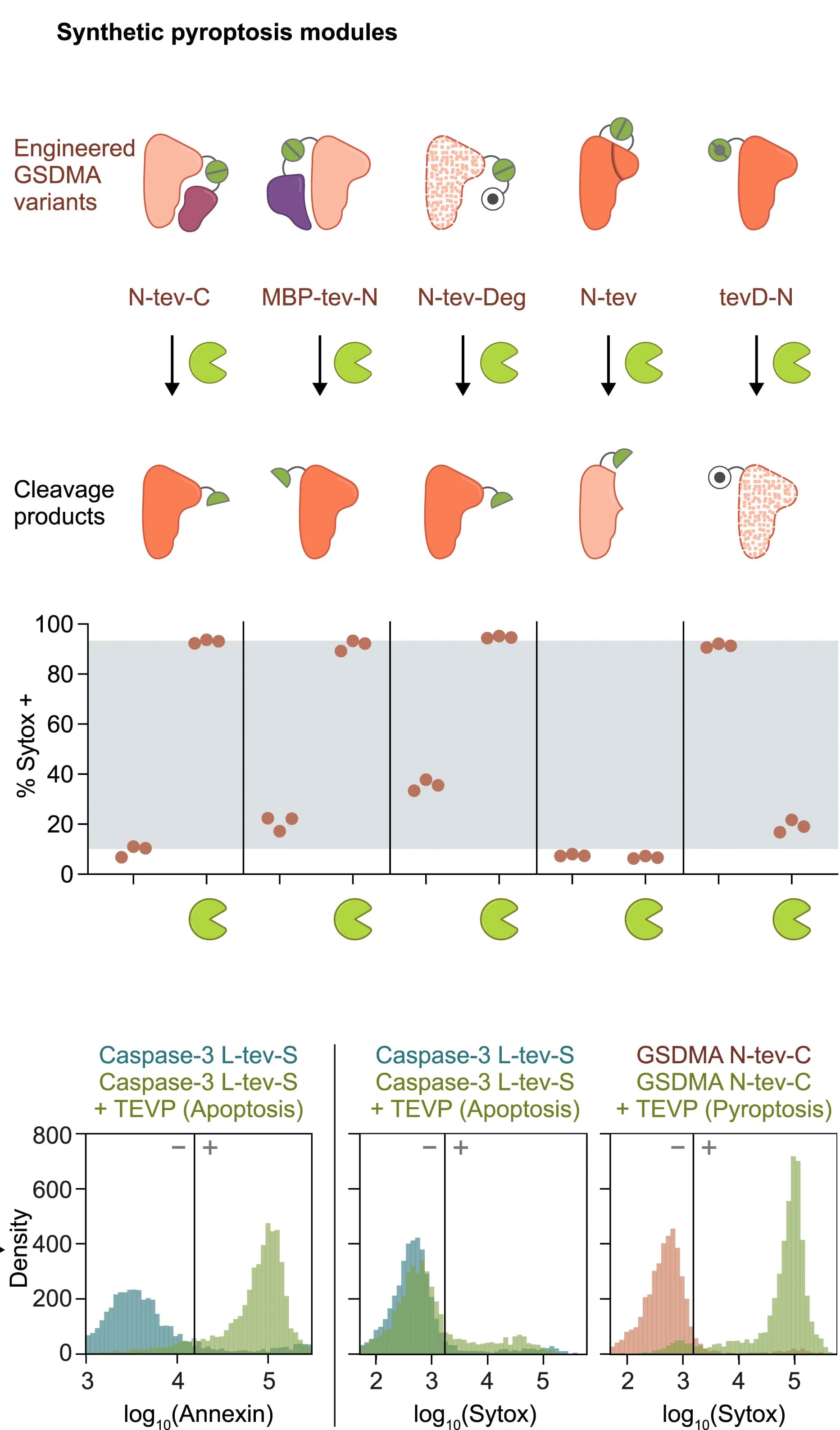 Open access visualization of Workflow, Illustration, Scatter Plot, Density Plot, Synthetic Pyroptosis