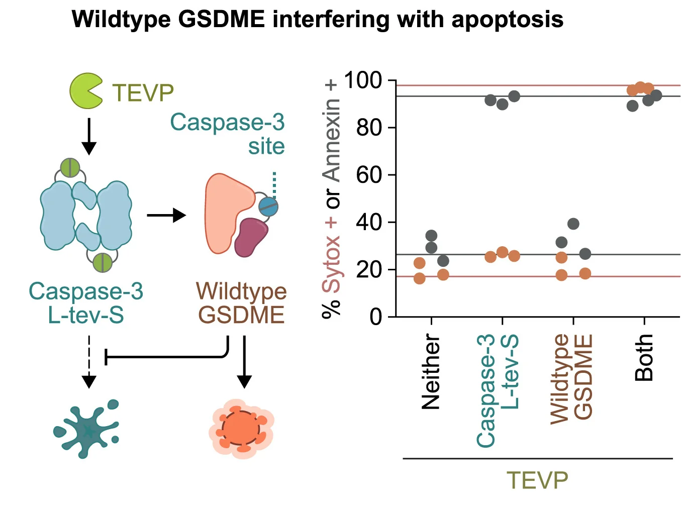Open access visualization of Scatter Plot, Workflow, Illustration, Plasmid DNA, Wild-type GSDME
