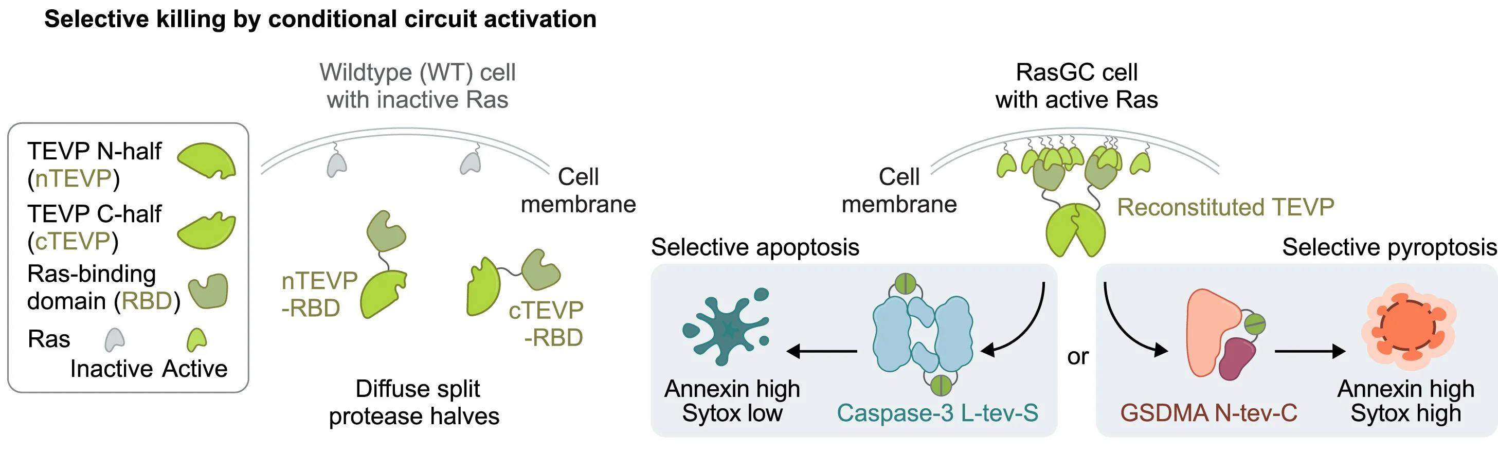 Open access visualization of Workflow, Illustration, Synpoptosis, Target Cells, Sensor Module