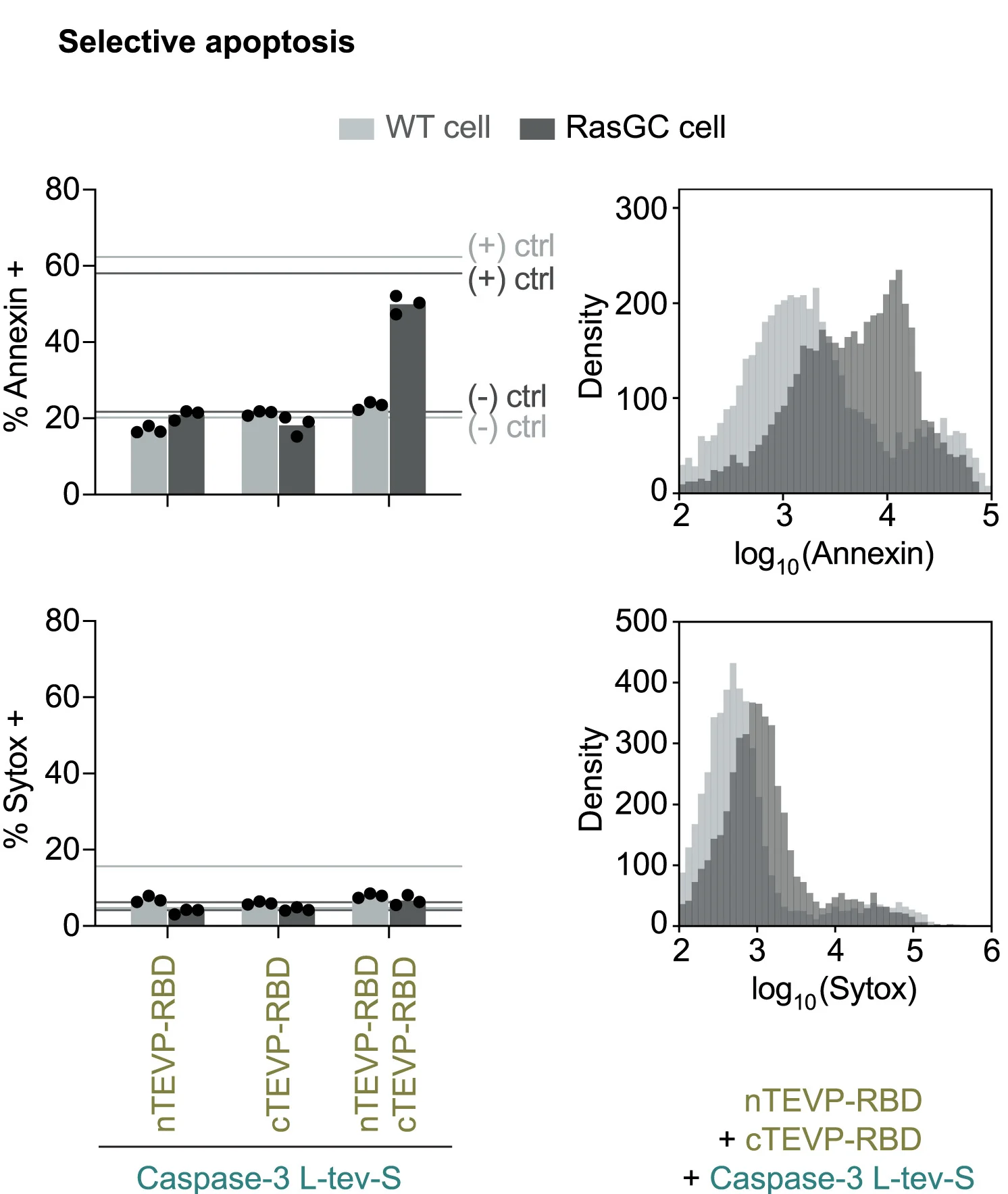 Open access visualization of Bar Plot, Histogram, DNA Transfection, Caspase-3, Synpoptosis