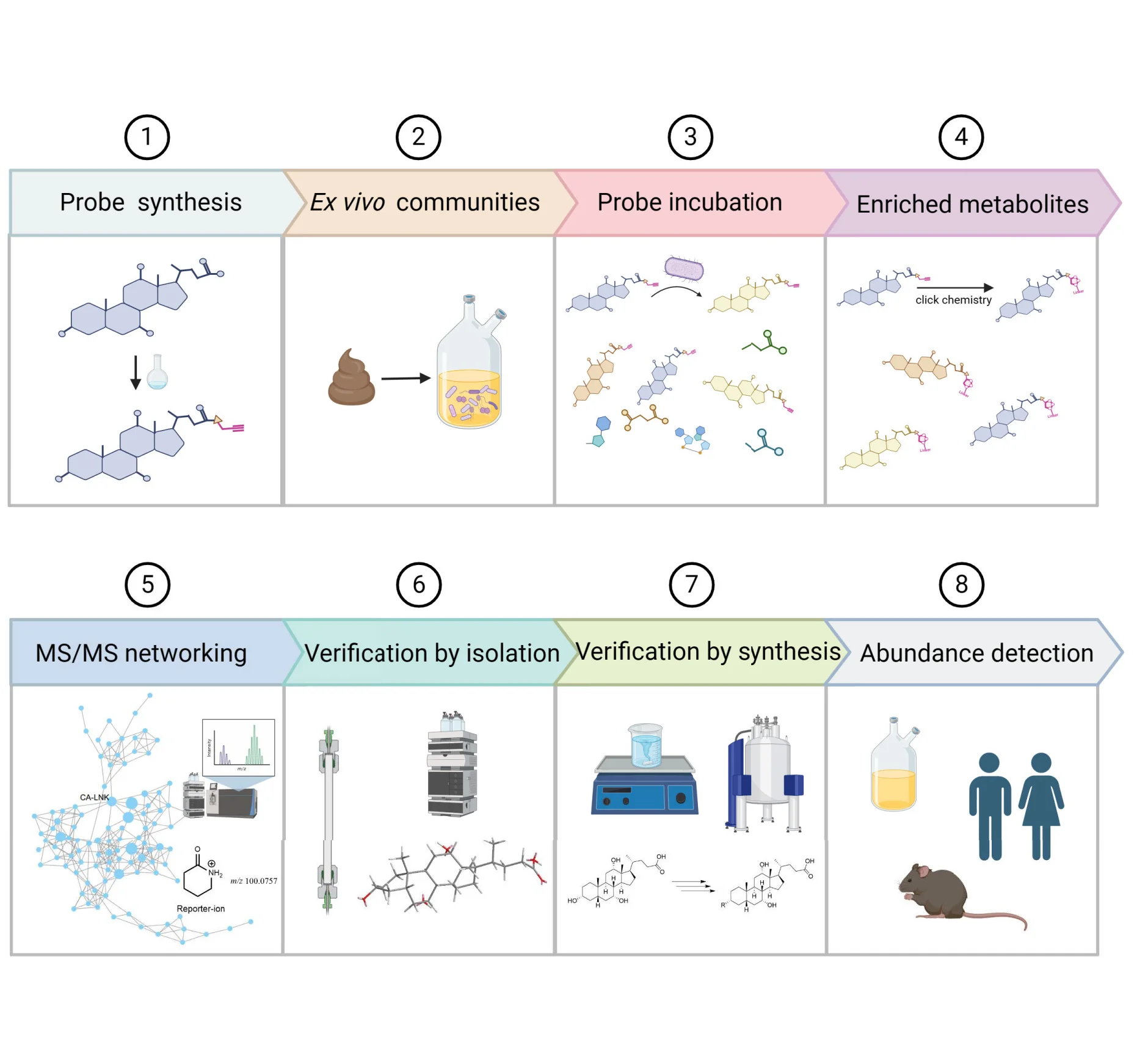 Open access visualization of Workflow, Network, Illustration, Pathway, Microbiota