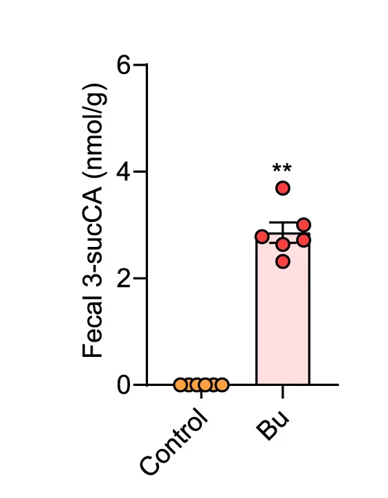 Open access visualization of Bar Plot, Error Bars, Scatter Plot, B. Uniformis, Colonization Efficiency